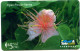 Fiji Island - 67 - 1995 - CAPPARIS SP - CN 12FJC - Fidji