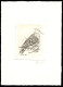 BELGIUM(1998) Turtledove (Streptopelia Turtur). Die Proof In Black Signed By The Engraver. Scott No 1703.  - Proeven & Herdruk