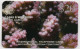 Diego Garcia - Pocillopora Damicornis (1st Print) - DG32 MINT - Diego-Garcia