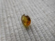 Delcampe - Sphène Ou Titanite, Pierre Ovale A Facette 1.09 Carat, Orange A Facettes 7.2 X 5.3 Mms CL23 - Other & Unclassified