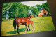 Paarden - Horses - Pferde - Cheveaux - Paard - Op Boerderij - Voorthuizen - Chevaux