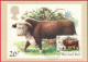 Carte Maximum (FDC) - Royaume-Uni (Écosse-Édimbourg) (6-3-1984) - Taureau Hereford (Recto-Verso) - Cartes-Maximum (CM)