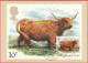Carte Maximum (FDC) - Royaume-Uni (Écosse-Édimbourg) (6-3-1984) - Vache Des Highlands (Recto-Verso) - Carte Massime