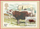 Carte Maximum (FDC) - Royaume-Uni (Écosse-Édimbourg) (6-3-1984) - Vache Moiled Irlandaise (Recto-Verso) - Maximum Cards