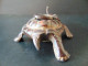 Delcampe - Tortue Cendrier En Métal, 11 X 8,5 X 5 Cm, Poids 250 Gr - Metall