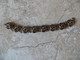 Bracelet Ancien ( Année 40/50) En Métal Cuivré Maillon En Forme De Rosace - Longueur 18 Cm Fermoir Inclus - Other & Unclassified