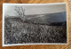 Les Riceys - Carte Photo Morel - Le Vignoble Riceton - Les Riceys