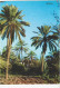 JERICHO,THE PALM TREES - Non Classés