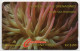 St. Vincent & The Grenadines - Giant Sea Anemone - 142CSVC - Saint-Vincent-et-les-Grenadines