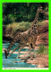 GIRAFES - GIRAFFE CAMELOPARDALIS - JOHN HINDE ORIGINAL No 2AF161 - Jirafas