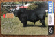 Uruguay TC429a -Razas Bovinas, Aberdeen Angus - Uruguay