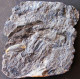 9602 Fossiles Plante Du Carbonifère Carboniferous Plant Trigonocarpus Complet - Fossiles