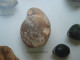 Ancienne Collection - Fossile - Pseudoglossothirys - Fossils