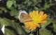 Belarus, Butterfly On Yellow Flower 750 Units, MINT Condition, 2001/exp 4/2002 Variant, Chip Siemens S37,RR - Belarús