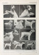 Toilette Du Fox-Terrier. Fronte/retro. Immagine 1927 - Chèques & Chèques De Voyage