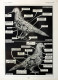 Races De Canards/Anatomie Du Pigeon. Fronte/retro. Immagine 1927 - Chèques & Chèques De Voyage
