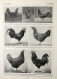 Poules: Races Regionales. Fronte/retro. Immagine 1927 - Chèques & Chèques De Voyage