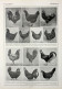 Poules: Races Regionales. Fronte/retro. Immagine 1927 - Chèques & Chèques De Voyage