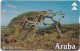 Aruba - Setar - L&G - Divi Divi Tree II - 609A - 09.1996, 20U, Used - Aruba