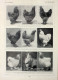 Poules: Races Amelioratrices. Fronte/retro. Immagine 1927 - Chèques & Chèques De Voyage