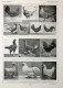 Poules: Races Amelioratrices. Fronte/retro. Immagine 1927 - Chèques & Chèques De Voyage