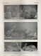 Lapins Fauves/Lapins Bleus. Fronte/retro. Immagine 1927 - Chèques & Chèques De Voyage