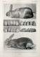 Lapins: Races Diverses/Races Variees. Fronte/retro. Immagine 1927 - Chèques & Chèques De Voyage