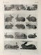 Lapins Noirs/Lapins D'Avenir. Fronte/retro. Immagine 1927 - Chèques & Chèques De Voyage