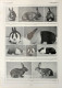 Lapins D'amateurs/Lapins: Races A L'etude. Fronte/retro. Immagine 1927 - Chèques & Chèques De Voyage