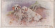 Dogs, Scenic Background 1925 - Players Cigarette Card - 34 Clumber Spaniels - Player's