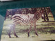 414 //  ZEBRE - Zebras