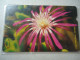 TURKEY  USED CARDS FLOWERS  2 SCAN - Bloemen