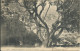 MONACO 5c OBLITERE AMBULANT SUR CARTE DE MONTE-CARLO POUR PARISDE 1907 LETTRE COVER - Briefe U. Dokumente