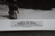 RARE,Steve Reeves, Grande Photo Originale Pour Le Cinéma,25,5 Cm. Sur 20,5 Cm. - Photographs