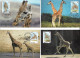 1131b: Uganda 1997, WWF- Ausgabe Giraffe, Serie **/ FDC/ Maximumkarten, Jeweils In Schutzhüllen - Giraffen