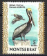 MONTSERRAT...QUEEN ELIZABETH II...(1952-22.)...." 1970.."...BROWN PELICAN.....BIRD....5c...SG246......MH. - Pelicans