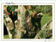 CPSM Format Spécial-Costa Rica-Paresseux-Sloth-Peresoso-Beau Timbre      L2279 - Costa Rica