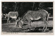 Grevy-Zebras Zoologischer Garten Berlin 1943 Unused Photo Postcard. Publisher J.Wieland & Co Berlin - Zèbres