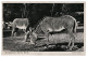 Grevy-Zebras Zoologischer Garten Berlin 1943 Unused Photo Postcard. Publisher J.Wieland & Co Berlin - Cebras