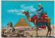 Camel Driver In Egypt , Near Great Sphynx - Old Used Postcard - Afrique