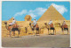 Camel Drivers Near Great Sphynx - Egypt 1971 Used Postcard - Afrique