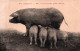 17305   NOS CAMPAGNES Une Heureuse Petite Famille   ( De Cochons ) (2 Scans) - Pigs