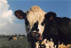 ¤¤   -   AGRICULTURE  -  Lot De 7 Clichés De La Traite De Vaches  -  Stabulation, Fermiers, Agriculteur      -   ¤¤ - Tracteurs