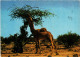 PC SAUDI ARABIA, WEST REGION, CAMEL, Modern Postcard (b48095) - Arabie Saoudite