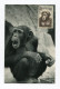 !!! AOF CARTE MAXIMUM CHIMPANZE CACHET DE DAKAR DU 8/6/1955 - Storia Postale