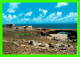 ARUBA - FAMOUS AND UNIQUE NATURAL BRIDGE - FOTO, RINUS DE GRAAFT - ANIMATED WITH BUSSES - - Aruba