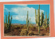 SAGUAROS  (PLANTE. CACTUS)   Achat Immédiat - Sukkulenten