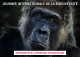 CENTRAL AFRICAN CENTRAFRICAINE 2023 - STATIONERY CARD - GORILLAS GORILLA GORILLE GORILLES APES - BIODIVERSITY - Gorilles