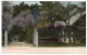 ADELAIDE - Almond Blossoms - South Australia Post Card - Adelaide