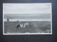 Echt - Foto AK Um 1930 Helgoland Weidende Schafe Verlag E. Rubin, Lübeck - Helgoland